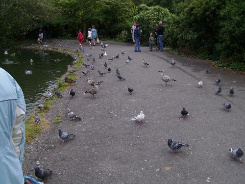 Birds at the Pond - This is a Pond in a park in Bath, the closest city to my girlfriend's sister home, and also the place were she works.