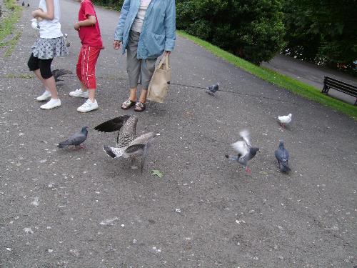 Birds from the pond - Well they are not from the pond, they are at the pond, in a park in Bath.