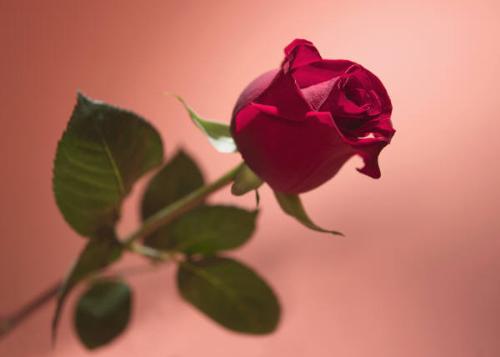 Beautiful Rose - A beautiful red rose with a pink background
