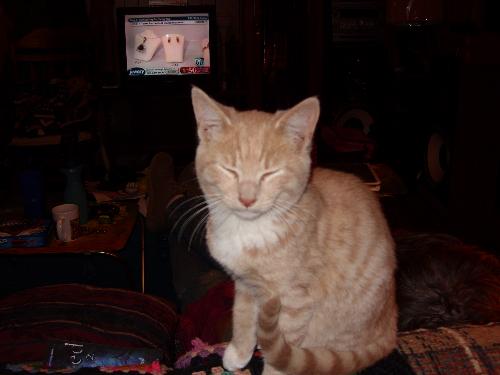 Mititei - This is my cat Mititei