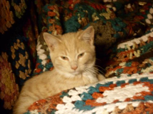 Mititei when he was real little - This is Mititei when I first got him when he was real little