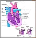 Hman heart - This is vital organ in our body, which has to work all the time efficiently without any break. Even slight sluggishness may cause fatal collapse.