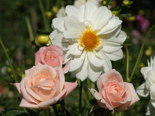 enjoy colors - enjoy colors and flowers