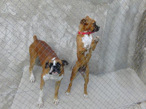 boxers - 2 boxer dogs. these dogs I was in a humane society.