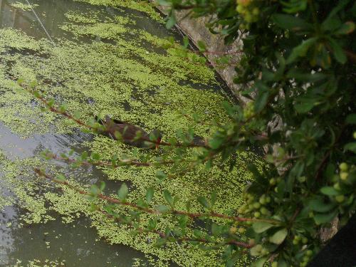 Hidden Duck - Well, actually the leafs were on the way, but we can say it was a hidden duck, right ?