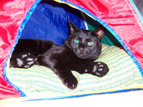 cats - Joey 'camping' (in the living room).