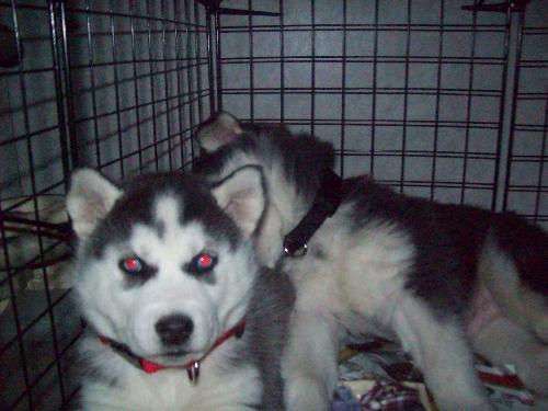Two Husky Puppies - This is a picture of our roommates puppy and my puppy. They are pure blood siberian huskies.
