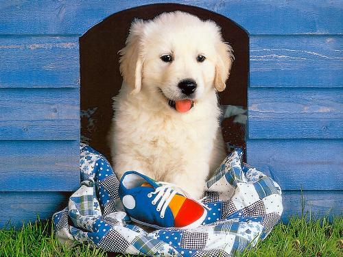 lovely dog - You will always want to give it a hug,because it is really lovely.