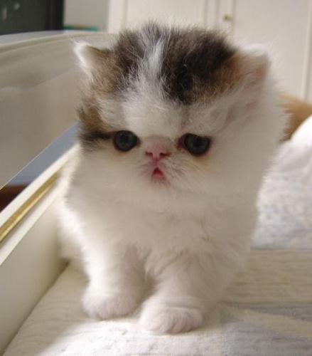 A Kitten - A kitten with a seemingly big head.