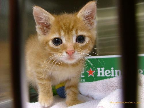 An Orange Tabby Cat - A picture of an orange Tabby cat.