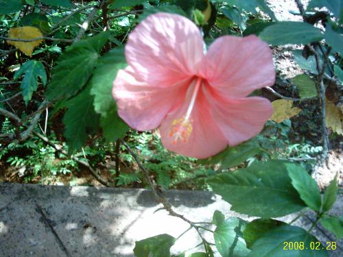 garden - This hibiscus that grows in my garden blooms profusely throughout the year