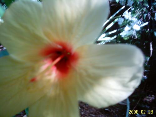 Garden - Hibiscus is an easy to grow flower which blooms throughout the year