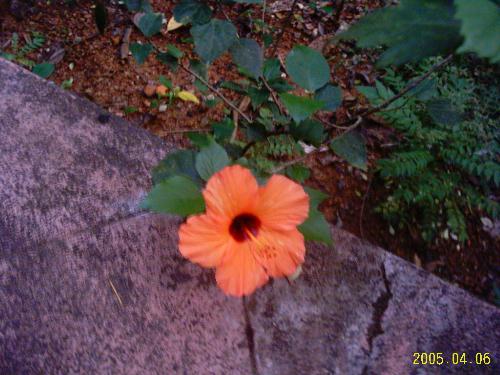 Garden - The flower hibiscus has several colours and orange is not very common