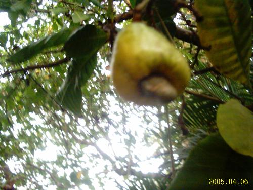 Garden - This cashew fruit yields once a year and can be eaten, juices, wine and is used for making feni a drink that most men love!!