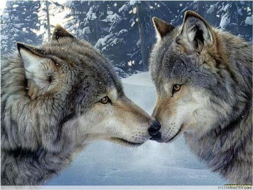 love - wolf's love