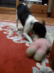 My Dog Bella - The rat catching dog