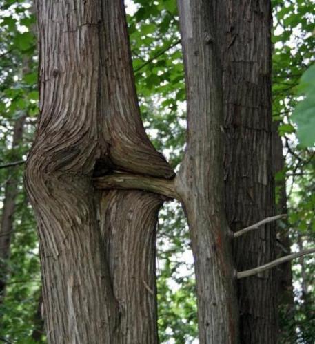 Tree - Penis-Vagina Tree