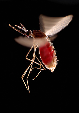 Anopheles mosquito - Anopheles mosquitoes are carriers of malaria. 