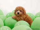 Dog - Dog Playing with ball