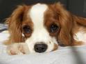 Dog - Cute Dog