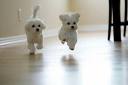 Dogs - Cute White dogs Running