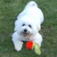 Cute Dog - Dog with a rose