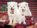 Dog - Cute Dog