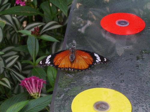 Close up with the feeding butterfly - Well everywhere on that table there is a sweet liquid that represents the food for the butterflies in the hatchery.