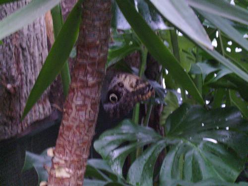 Eye like butterfly - Well some butterflies have specific drawings on their wings with the purpose of keeping predators away.