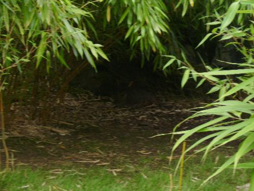 Remember Bambi ?  - Well here is a young deer, very well hidden in the back, dark safety of the woods in the space provided by the Bristol Zoo.