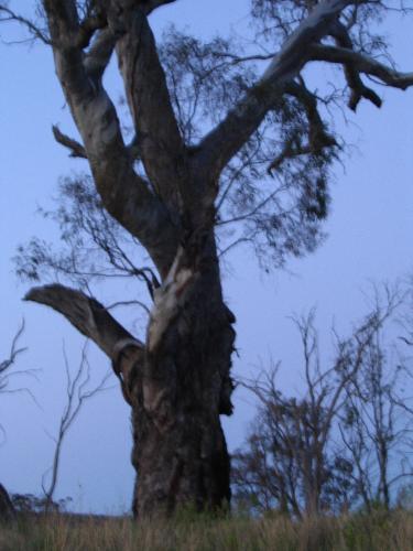 A gum tree on the River Murray - Australian native gum tree