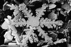 Snow is so pretty. - Snow is so pretty.