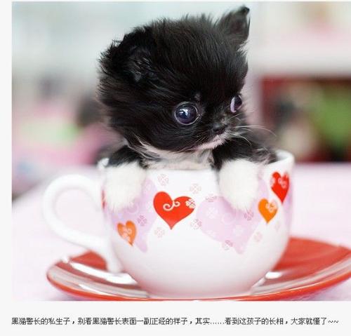 Tinny teacup poodle! - They are very small ,cute ,and expensive.Do you know how they are raised?