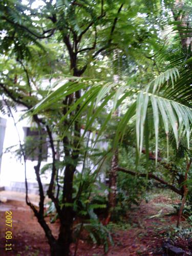 Trees - This is a Bilimbi tree. The fruits are used in cooking and also for making wine