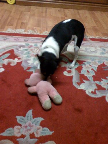 my cute dog - doggy playing with teddy