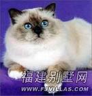 I am a fish,you are a cat... - I am a fish,you are a cat,but we live together...