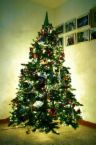 christmas tree - Isn't that pretty?