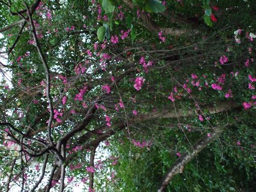 Nature - Trees and flowers