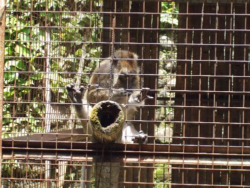 Monkey zoo, monkey zee - monkey in a zoo