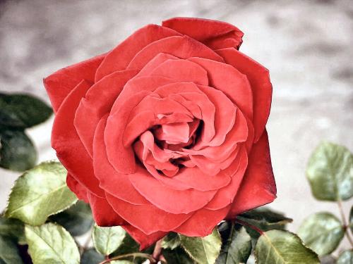 redrose01 - redrose01redrose01redrose01
