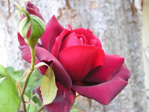 redrose03 - redrose03redrose03redrose03