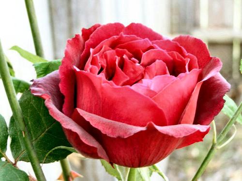 redrose04 - redrose04redrose04redrose04