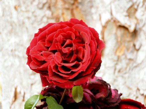 redrose06 - redrose06redrose06redrose06