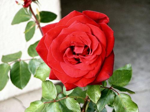 redrose07 - redrose07redrose07redrose07