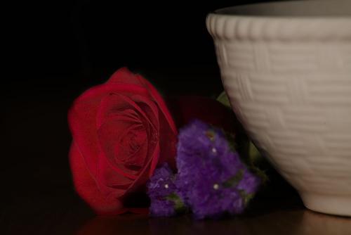 rose_0164 - rose_0164rose_0164rose_0164