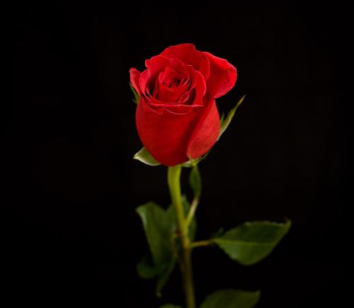 rose_0529 - rose_0529rose_0529