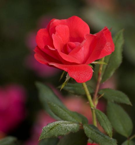 Rose_3235 - Rose_3235Rose_3235Rose_3235