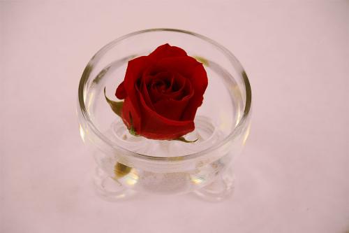rose_7933 - rose_7933rose_7933rose_7933