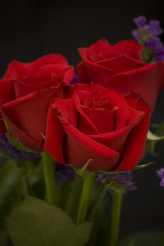 roses_0136 - roses_0136roses_0136roses_0136