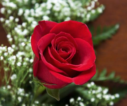 rose_6871 - rose_6871rose_6871rose_6871